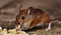 24 Hour & Emergency Exterminators in Basket, PA